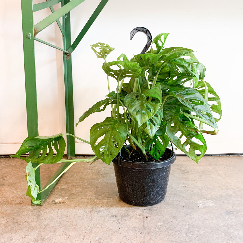 buy swiss cheese philodendron Philodendron 'Swiss Cheese'