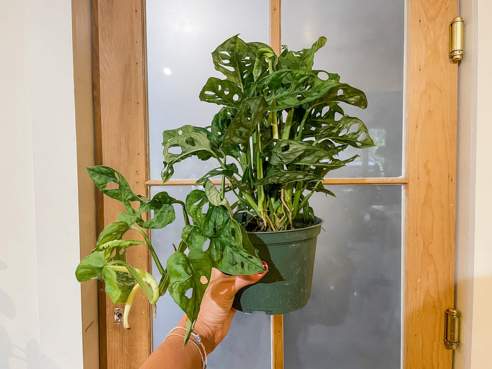 philodendron cheese Philodendron 'Swiss Cheese'